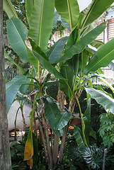 Musa sikkimensis