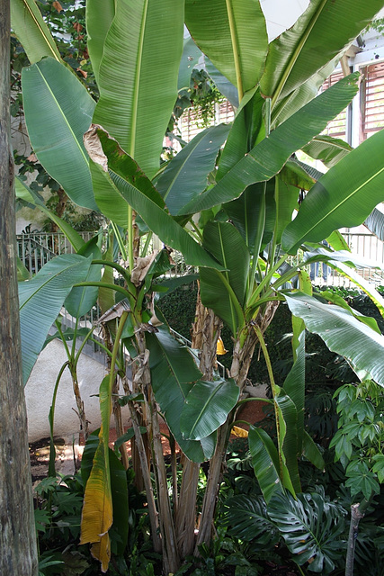 Musa sikkimensis