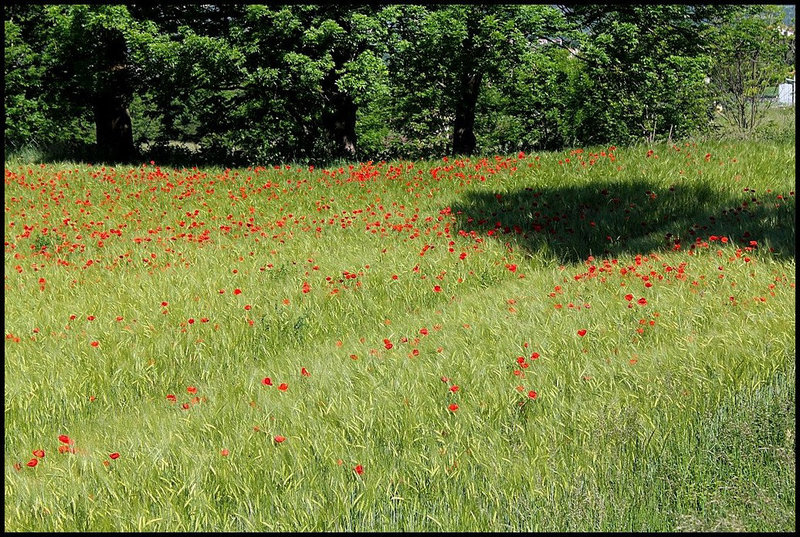champs d'orge 4