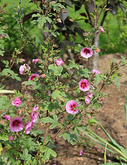 Anisodontea capensis- Malva capensis