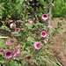 Anisodontea capensis- Malva capensis