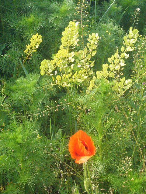 Mohn und mehr