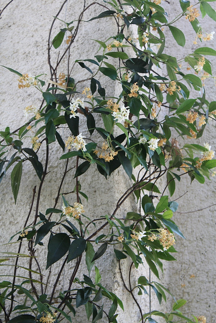 Faux Jasmin- Trachelospermum