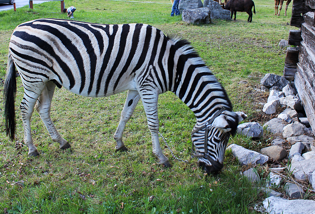 Zebra