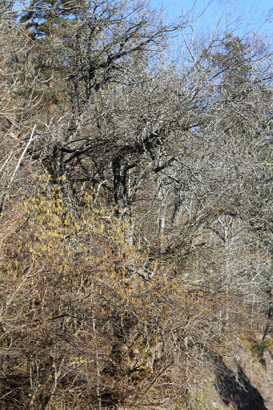 arbres bourgeonnant