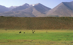 Jbel Mgoun and Pasture