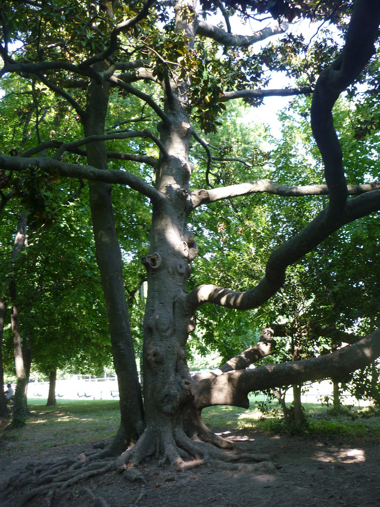 L'arbre à souhaits de Noé