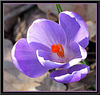 Crocus