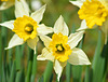 Three daffs