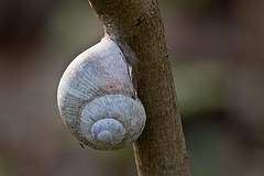 20110411 0722RTw [D~LIP] Weinbergschnecke, Insekt, UWZ, Bad Salzuflen