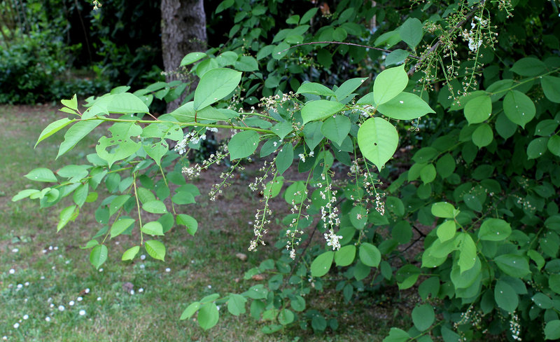 Prunus padus (4)