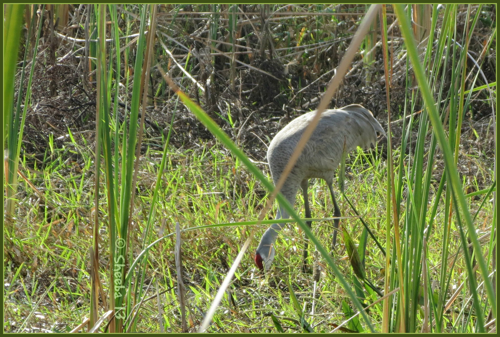 foraging ..