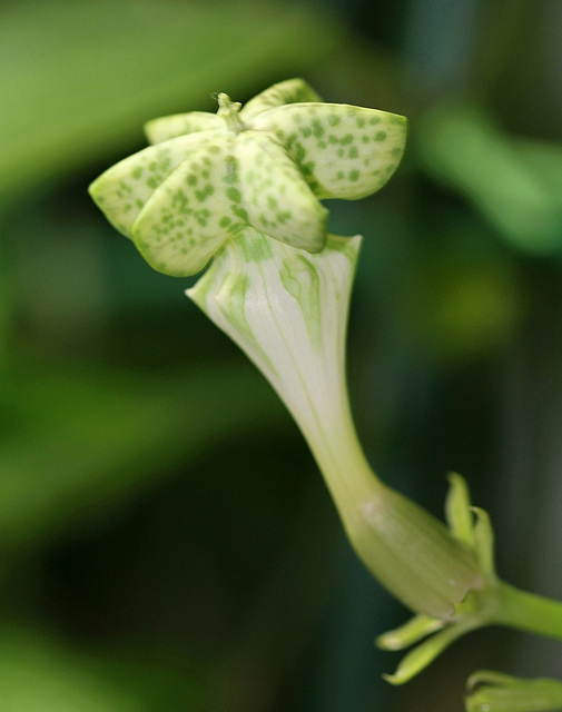 Ceropegia sandersonii