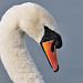 Swan portrait