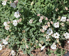 Silene uniflora- Silène maritime