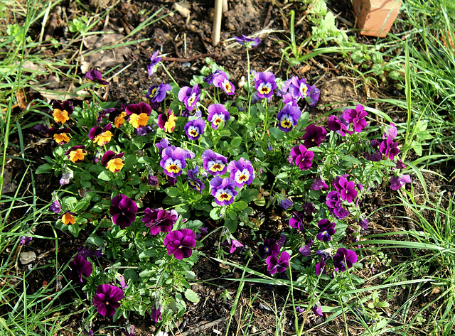 Petites pensées