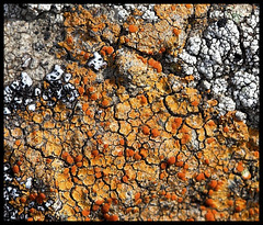 Lichen crustacé orange