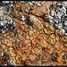 Lichen crustacé orange