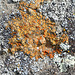 Lichens crustacés