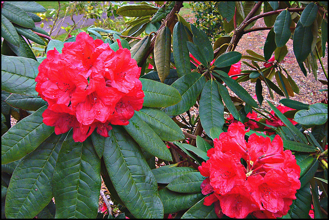 Rhododendron