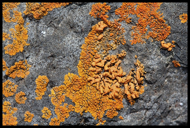 Le rongeur de pierre-Xanthoria elegans