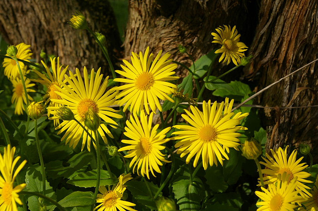 doronicum