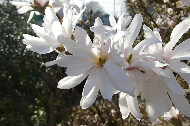 magnolia