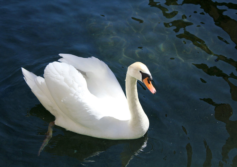 Schwan von Annecy