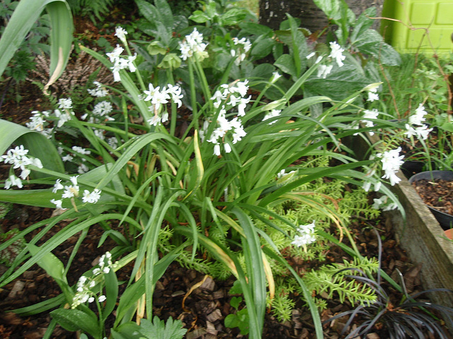 allium triquetrum P5011483