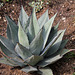 Agave parryi