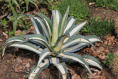 Agave americana albopicta