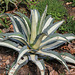 Agave americana albopicta