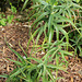 Aloe striatula
