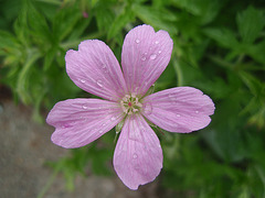 géranium endressi P5011466