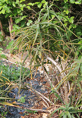 Aloe striatula