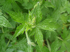 géranium endressi P5011467