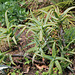 Aloé arborescens