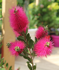 Callistemon