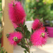 Callistemon