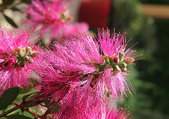 Callistemon (2)