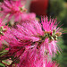 Callistemon (2)