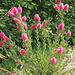 Callistemon (3)