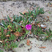 Carpobrotus