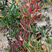 Carpobrotus (2)