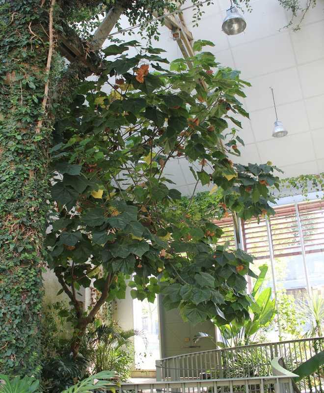 Dombeya- la serre