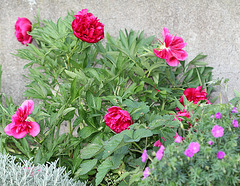 pivoine officinale rubra plena