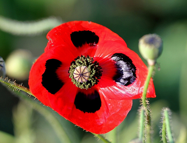 Papaver commutatum- Pavot coccinelle