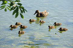 Famille canard