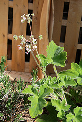 Pelargonium tomentosum