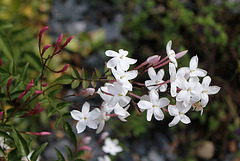 Jasmin polyanthum